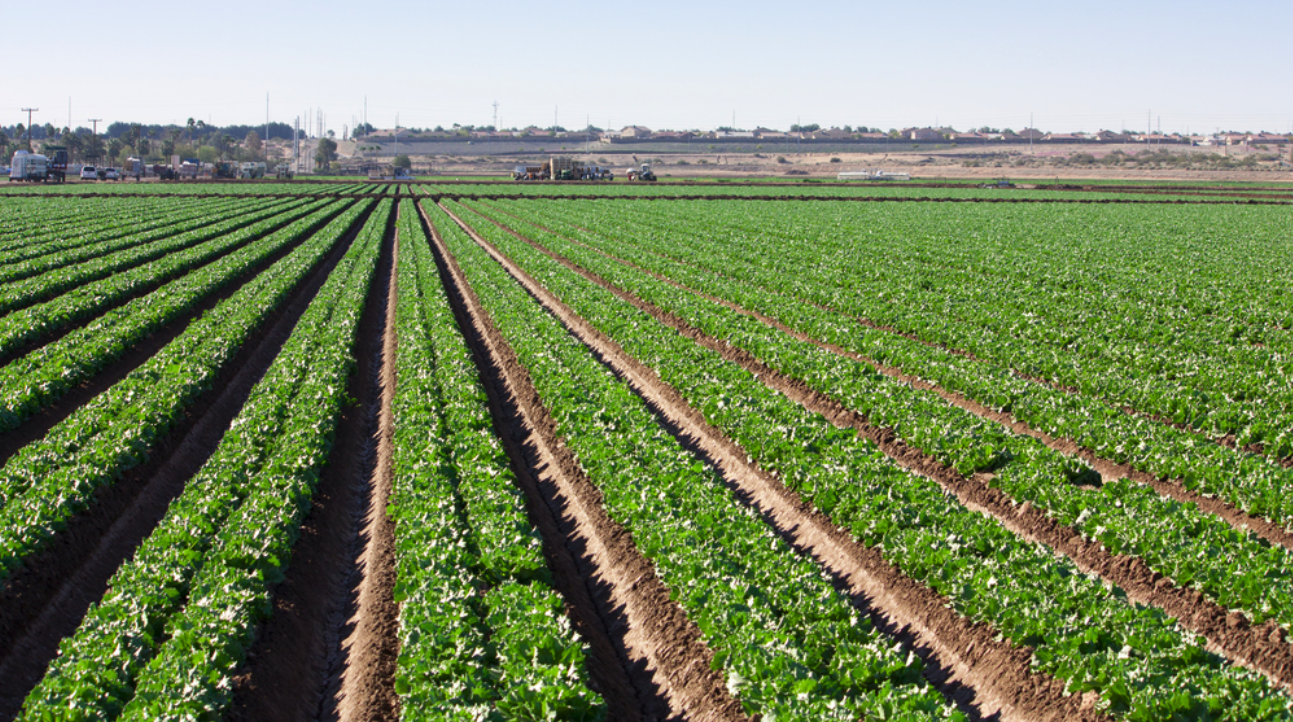 Row crops in field