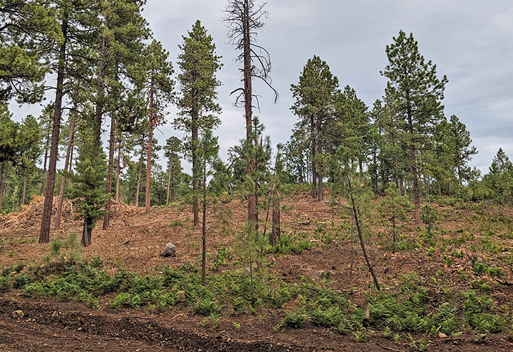 A thinned forest stand