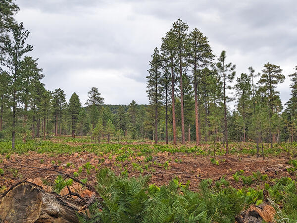 A recently thinned forest.