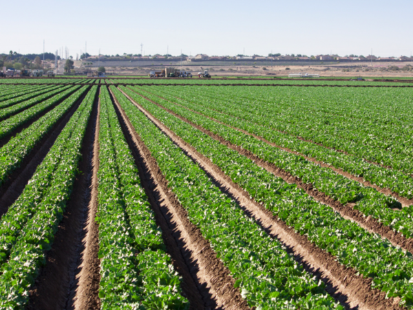 Row crops in field