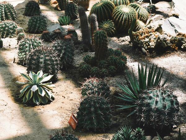 Desert plants