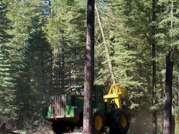 Heavy equipment clearing trees in a forest