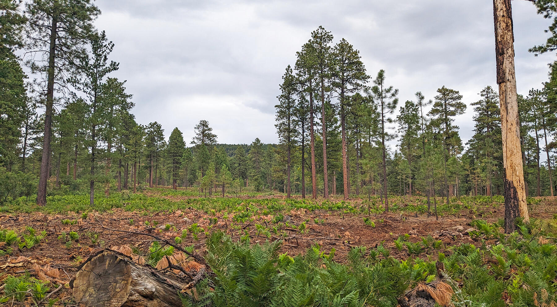 A recently thinned forest.