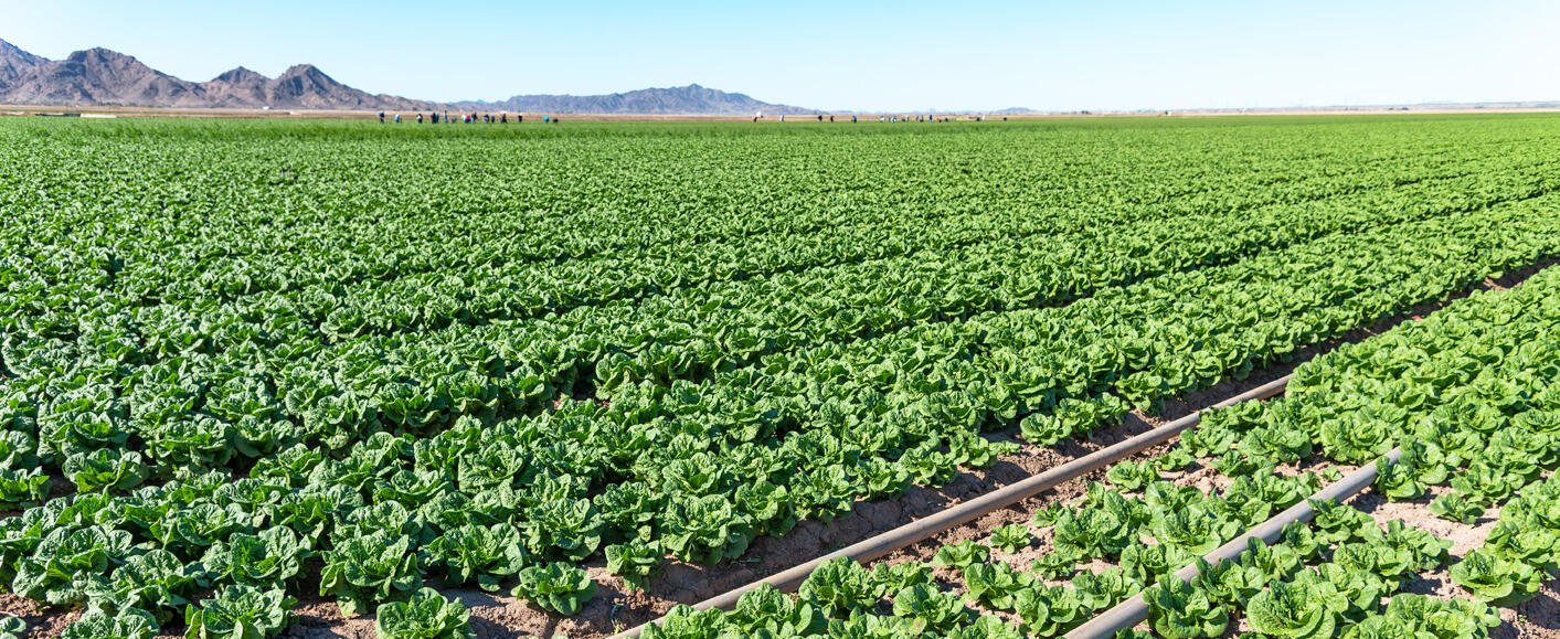 Winter lettuce growing near Yuma, Arizona. ©Ted Wood via the Water Desk.