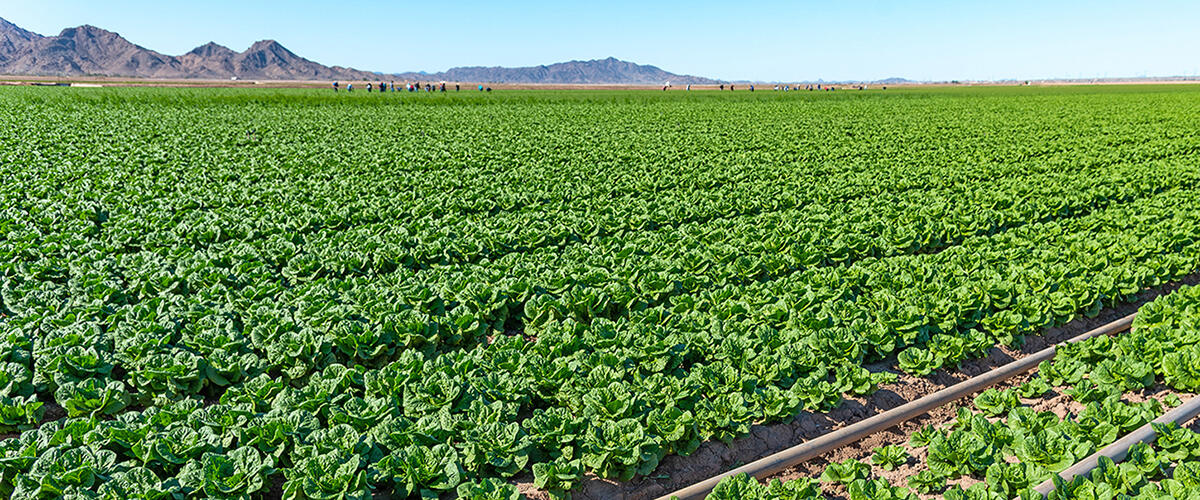 Winter lettuce growing near Yuma, Arizona. ©Ted Wood via the Water Desk.