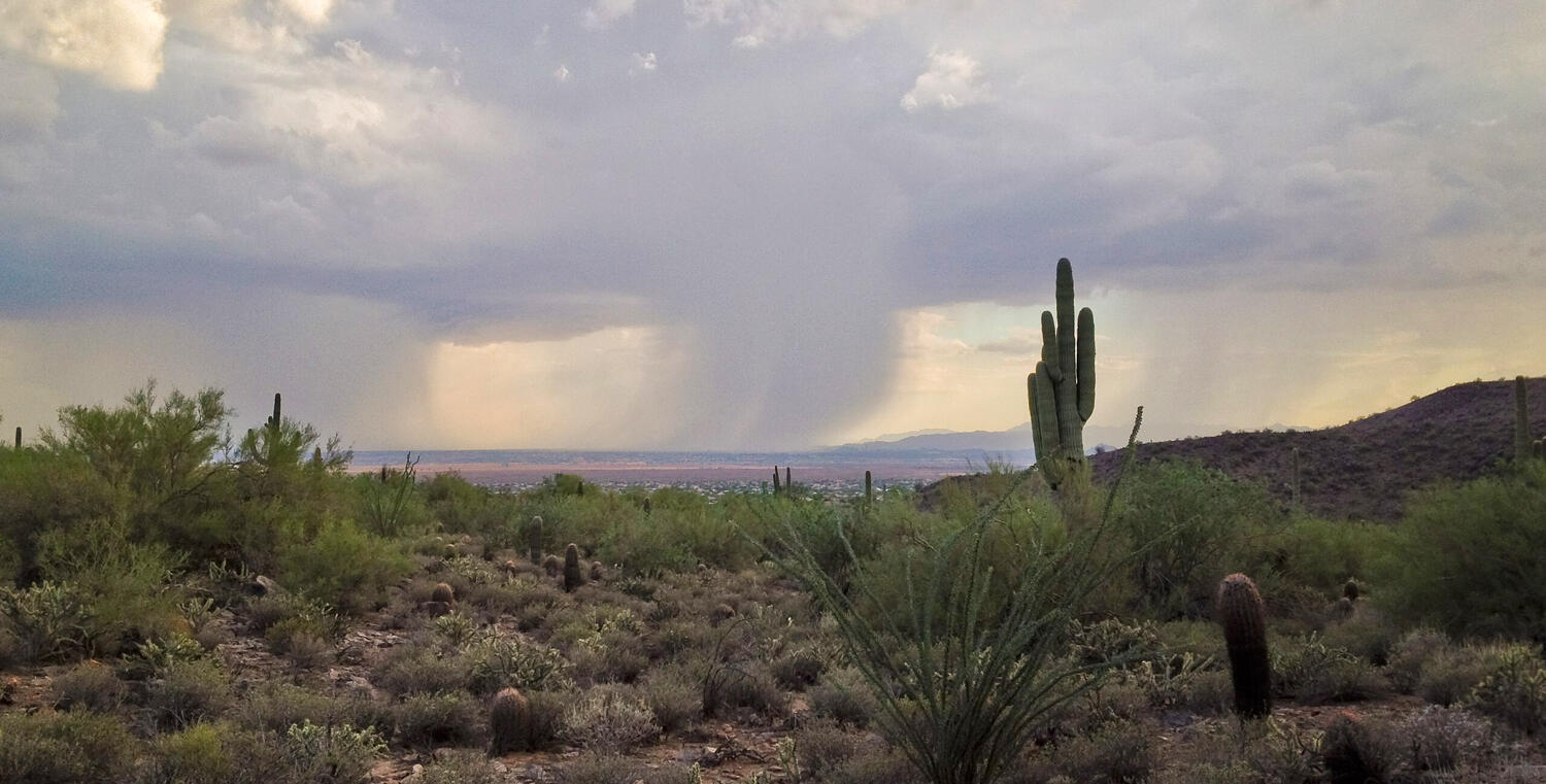 Monsoon rain over distant mountains with saguaro and other cacti.