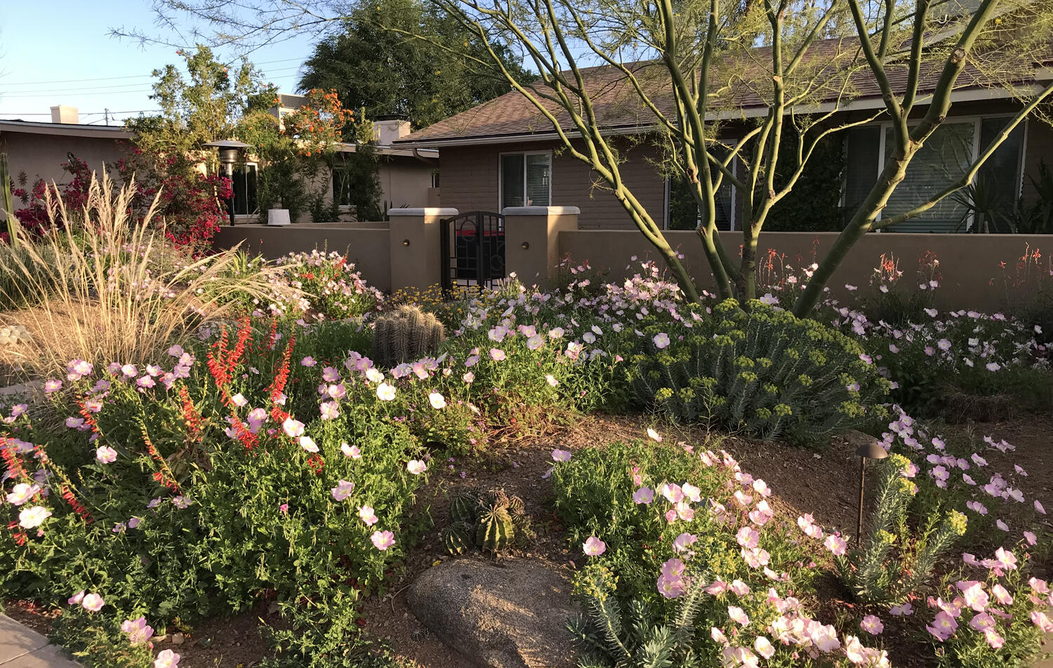 A colorful, low-water use landscape in Tempe/credit: H. Cooper