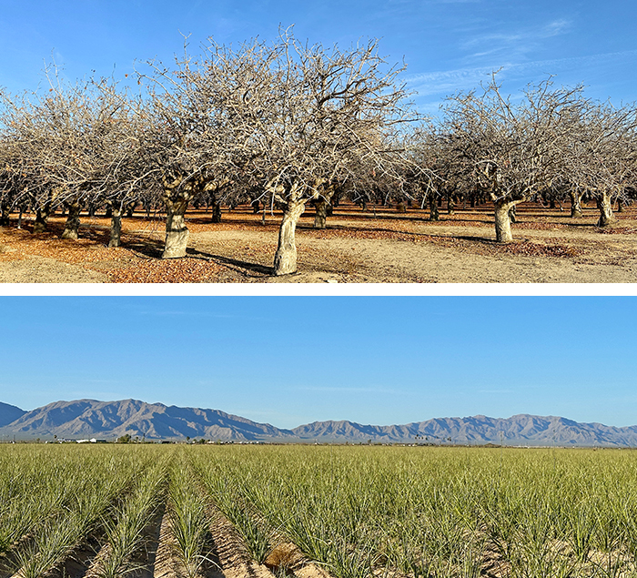 An orchard and agave plantation