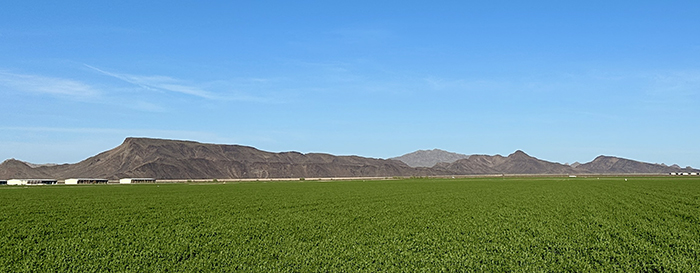 A field of green alfalfa in a desert landscape.