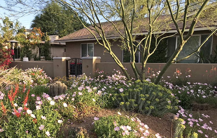 Colorful desert landscaping in front of a home.