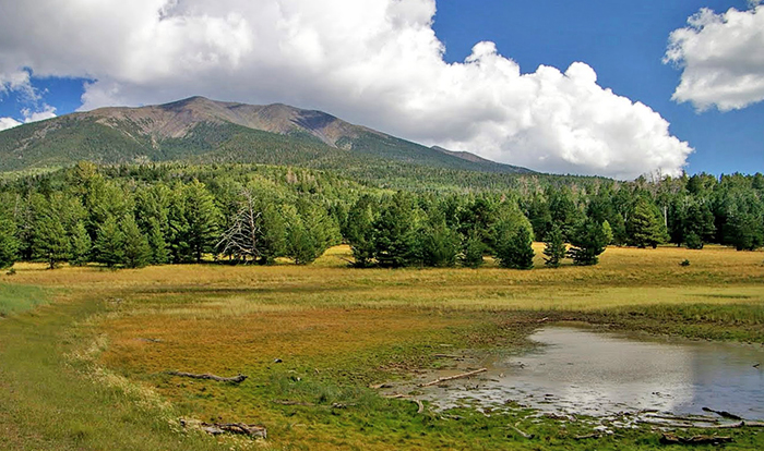 A vernal pond is ringed in green and gold with pine trees and mountains in the background.