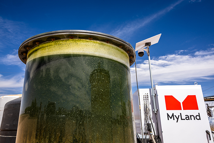 A large tank of algae green water.