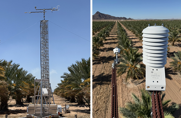 Scientific equipment in a date palm orchard.