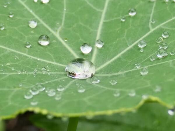 Water droplets condense on a leaf
