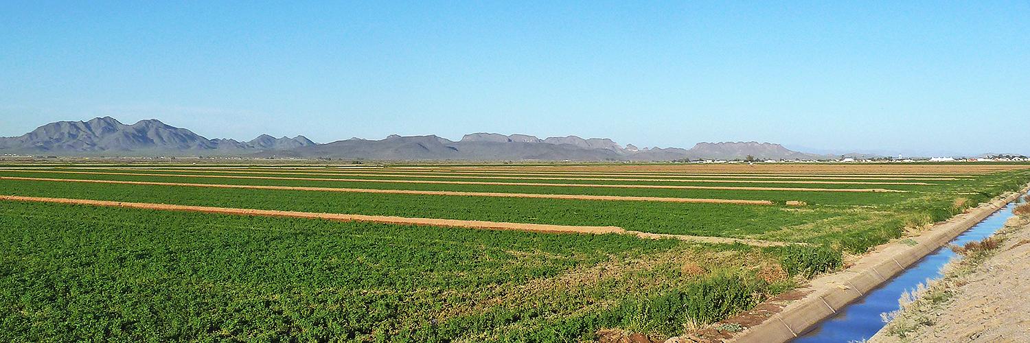 Pinal County agriculture. Photo by Chris English.