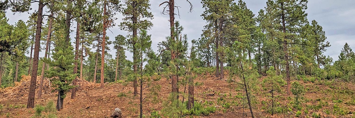 A forest after being thinned to reduce fire risk. Photo by Wren Raming.